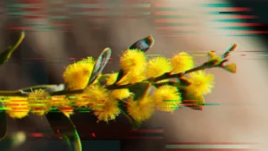 Top 10 contractor day rates in Australia in 2026